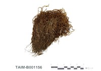 藏品(小形砂苔)的圖片